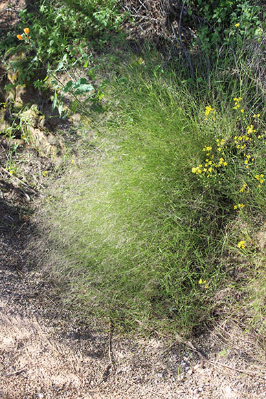  Muhlenbergia microsperma